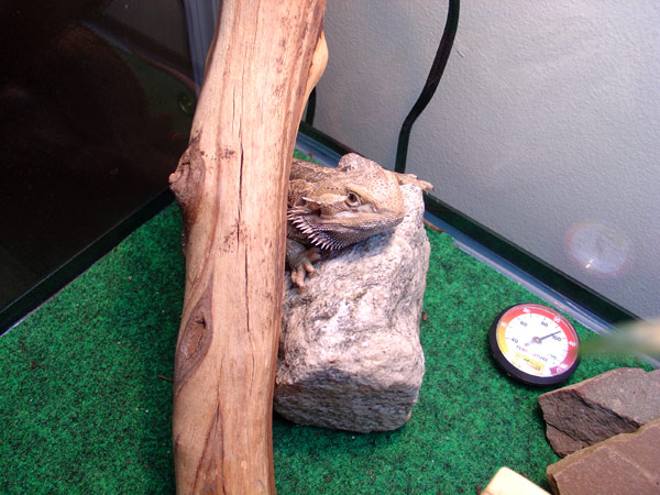 quincy-log.jpg
